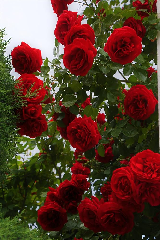 Red Holland Rose Flower Seeds for Planting Heirloom NonGMO Seeds for Beautiful Blooms Easy to Grow 
 
 Sale