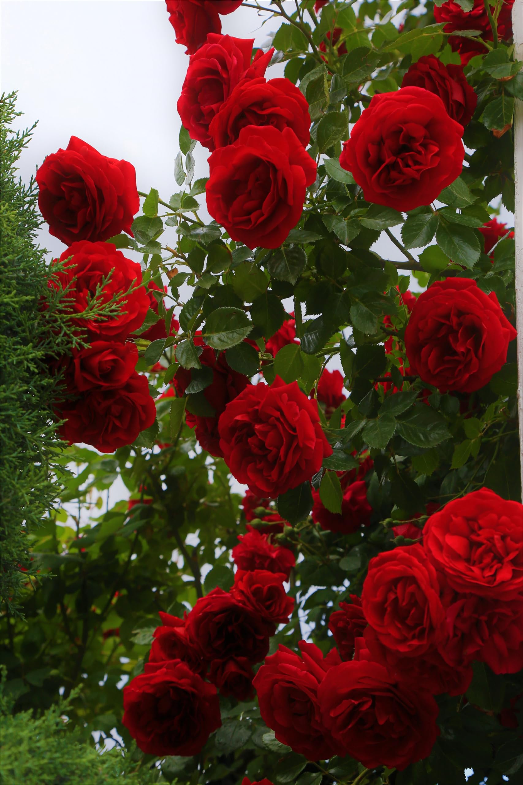 Rose Tree Rosa Chinensis Red Seeds for Planting Balcony Pot Garden