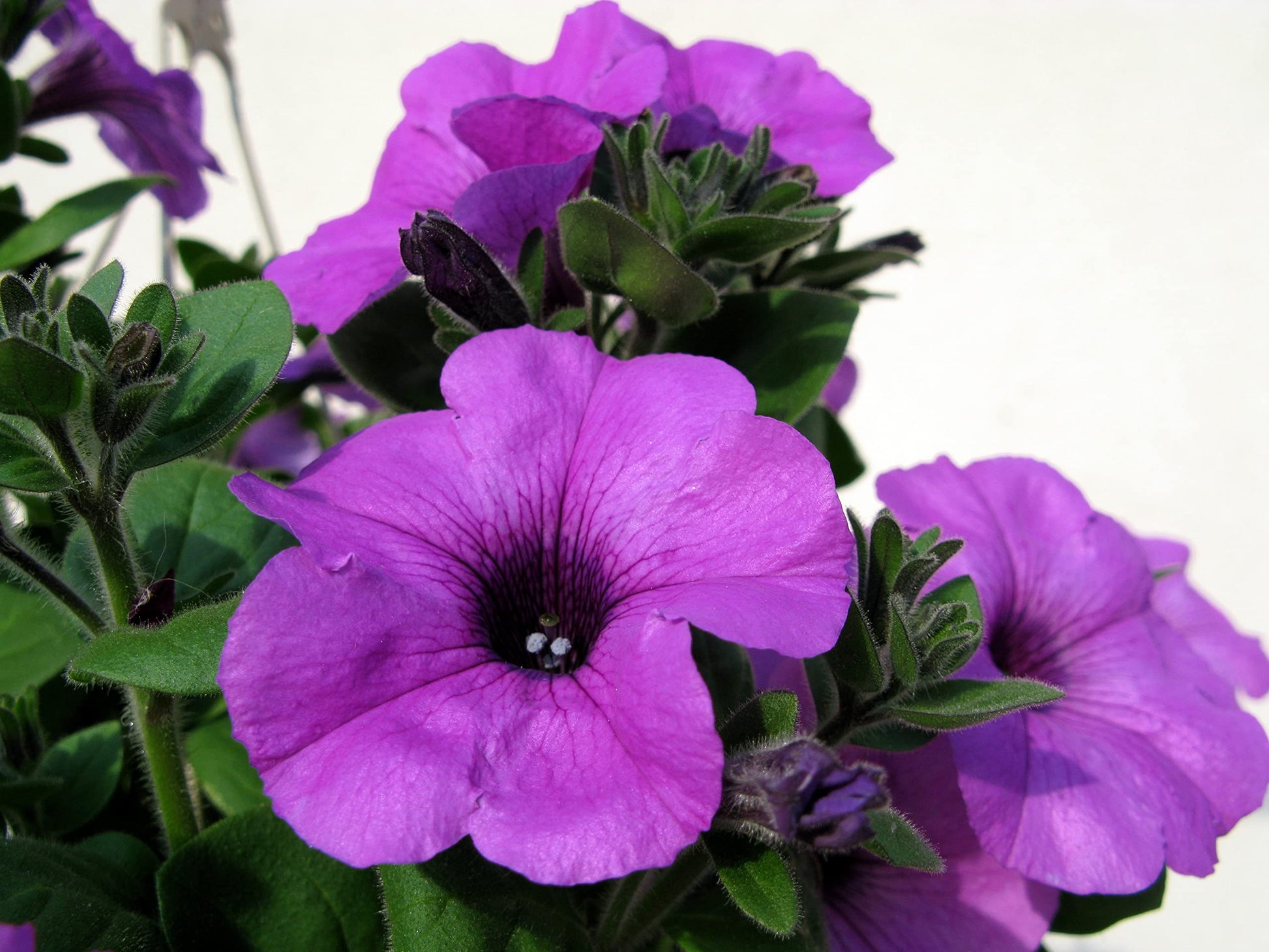 Lavender Petunia Flower seeds for Planting Long Bloom Season Heirloom & GMO Free Seeds for Home Garden