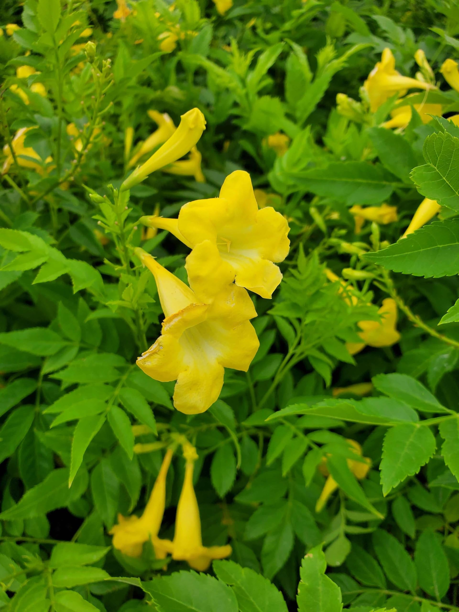 Yellow Cape Honeysuckle Flower seeds for Planting - Colorful Display, Heirloom & GMO Free Seeds for Home Garden