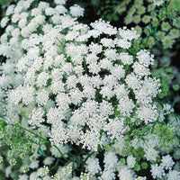 Eiche Flower seeds for Planting - Shade Tolerant, Heirloom & GMO Free Seeds for Home Garden