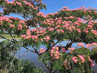Albizia Flower seeds for Planting Colorful Display Heirloom & GMO Free Seeds for Home Garden 
 
 Sale