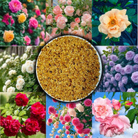 Mixed Colour Rose Balcony Flower Seeds for Planting Seasonal Bloomer Heirloom & GMO Free Seeds for Home Garden
 
 Sale