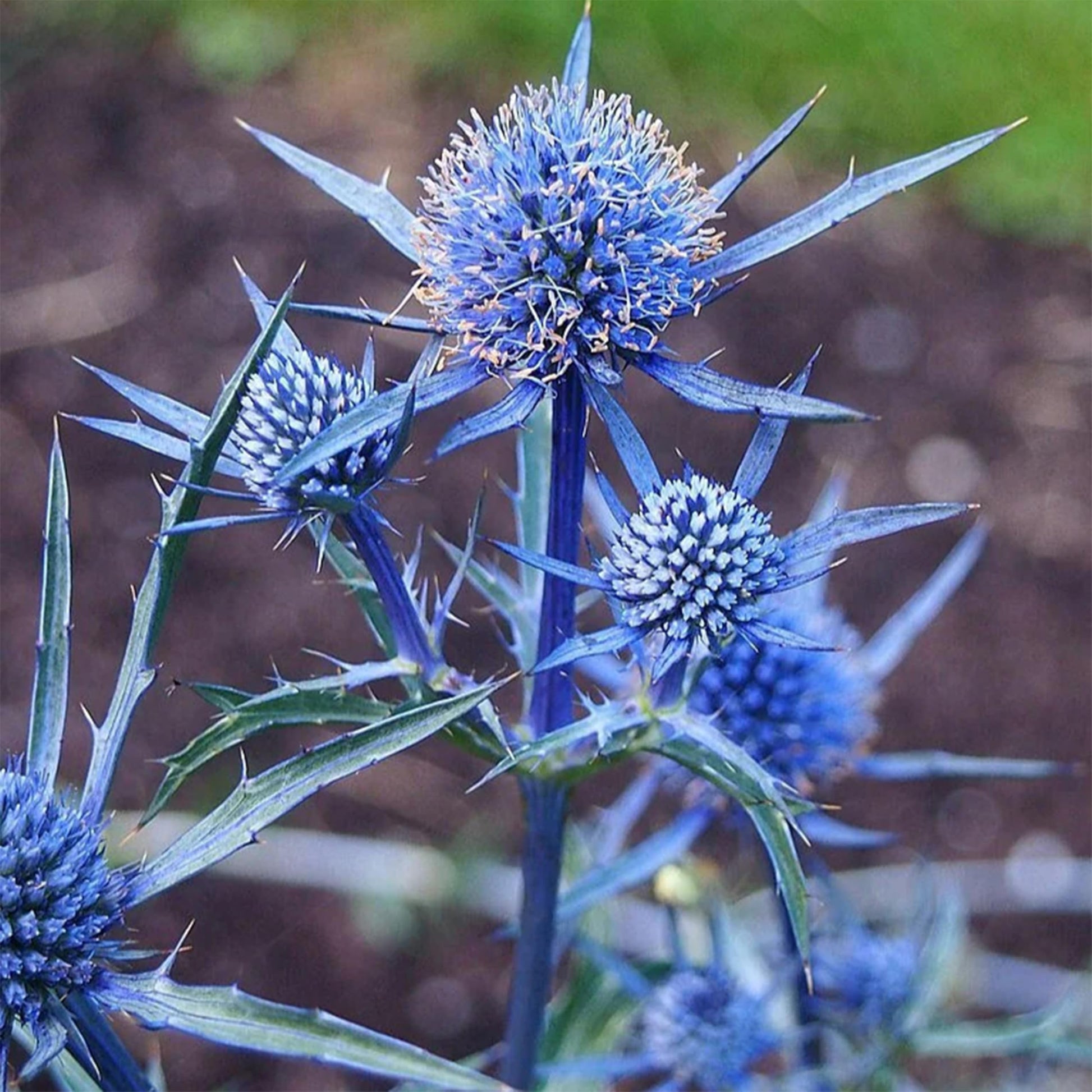 Sea Blue Holly Flower Planting  Seeds for Stunning Blooms in Your Garden