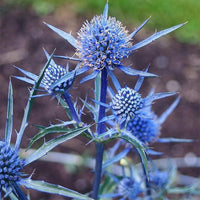 Sea Blue Holly Flower Planting  Seeds for Stunning Blooms in Your Garden