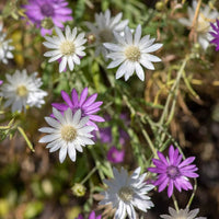 Immortal Mix Xeranthemum annuum Seeds for Planting dry flower garden wildflower bed