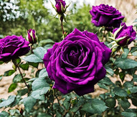 Deep Purple Rose Flower Seeds for Planting Fragrant Blossoms Heirloom & GMO Free Seeds for Home Garden
 
 Sale