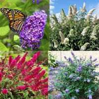 Mix Butterfly Bush Seeds for Planting - Vibrant Flower Mix for Butterfly Gardens, Easy to Grow