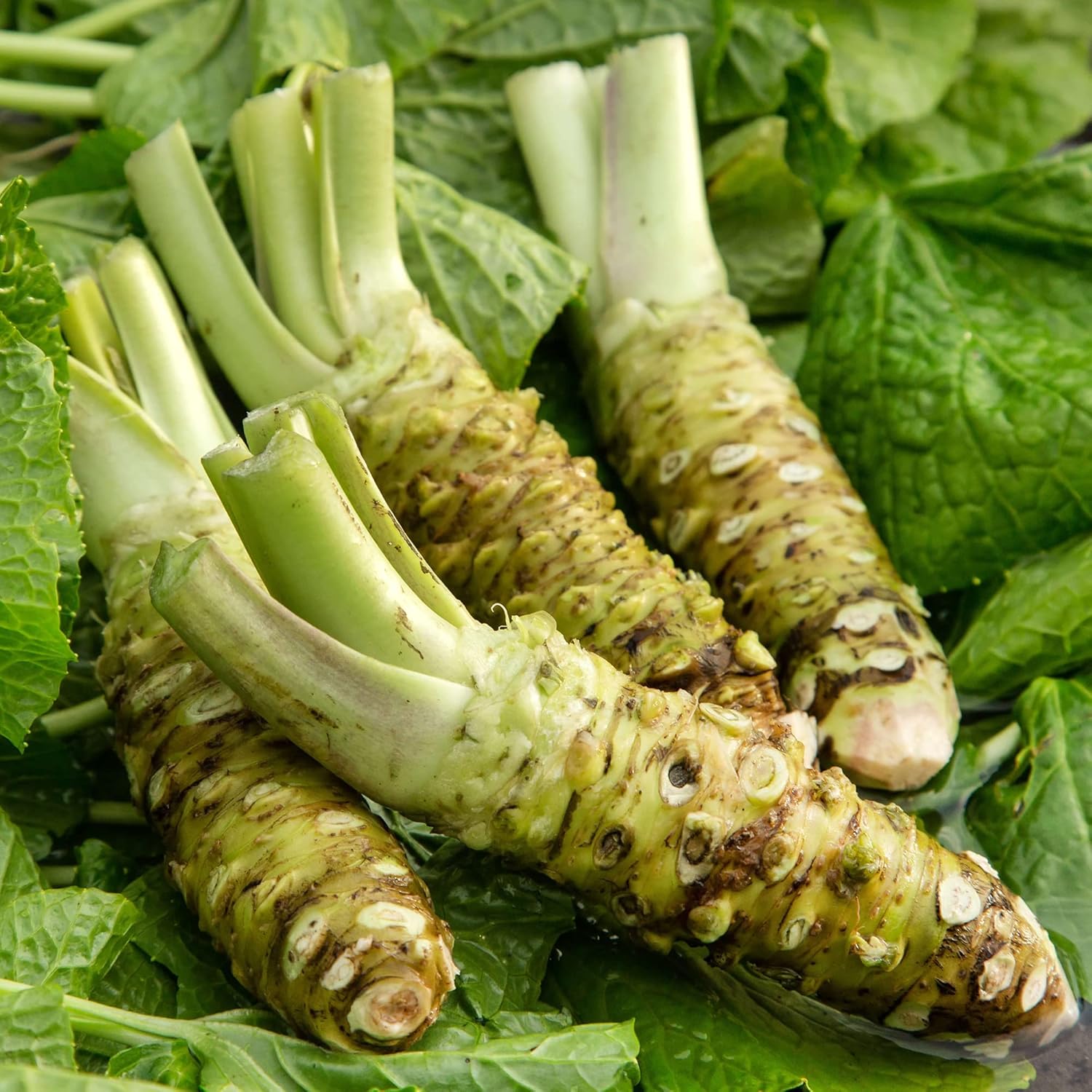 Horseradish Planting Seeds  Grow Your Own Spicy Root
