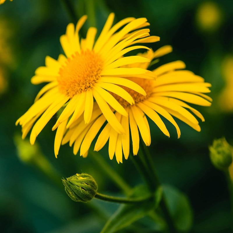 Arnica Flower seeds for Planting Drought Tolerant Heirloom & GMO Free Seeds for Home Garden
Sale seeds for home garden planting