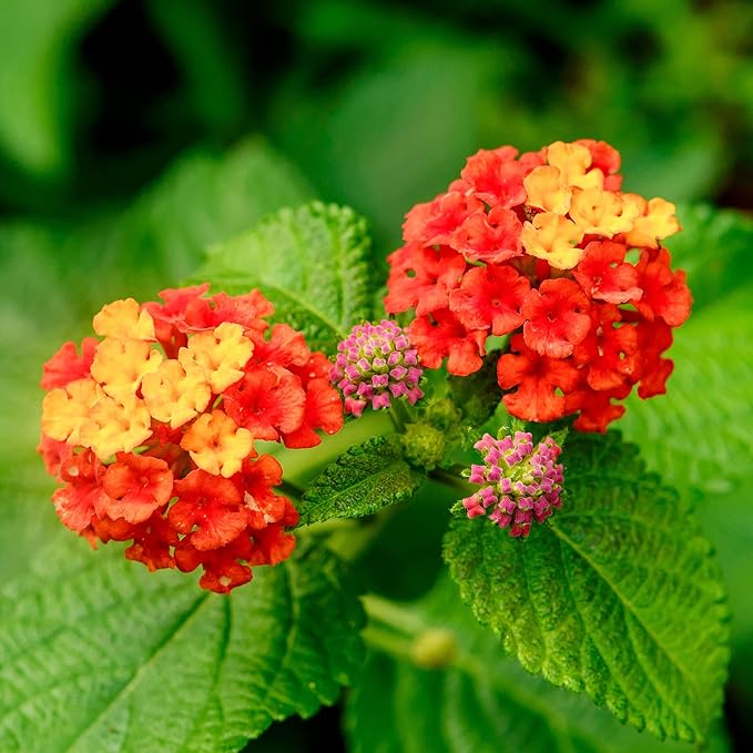 Green Lantana Flower seeds for Planting Seasonal Bloomer Heirloom & GMO Free Seeds for Home Garden 
 
 Sale