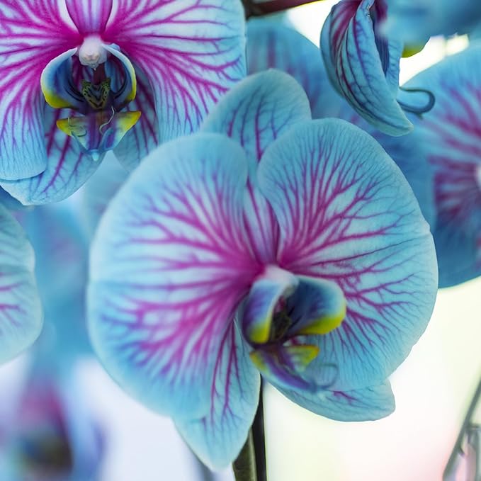 Phalaenopsis Orchid Phalaenopsis spp Flower Seeds for Planting in Indoor Garden