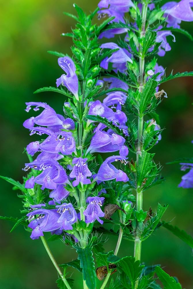 Dracocephalum Flower seeds for Planting Easy to Grow Heirloom & GMO Free Seeds for Home Garden 
 
 Sale