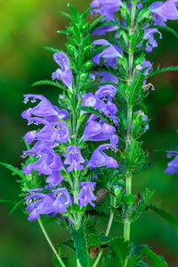 Dracocephalum Flower seeds for Planting Easy to Grow Heirloom & GMO Free Seeds for Home Garden 
 
 Sale