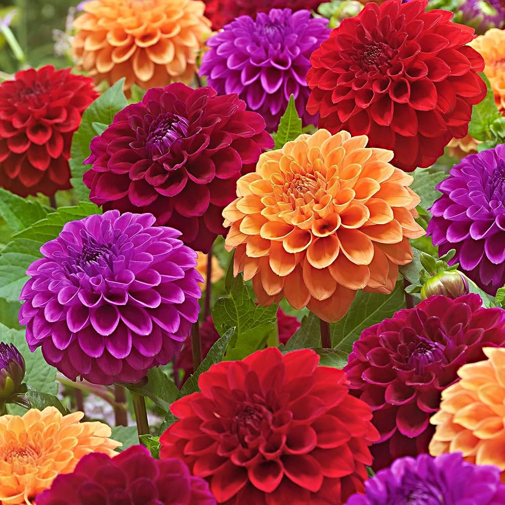 Dahlia Flower seeds for Planting Vibrant Colors Heirloom & GMO Free Seeds for Home Garden