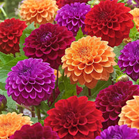 Dahlia Flower seeds for Planting Vibrant Colors Heirloom & GMO Free Seeds for Home Garden