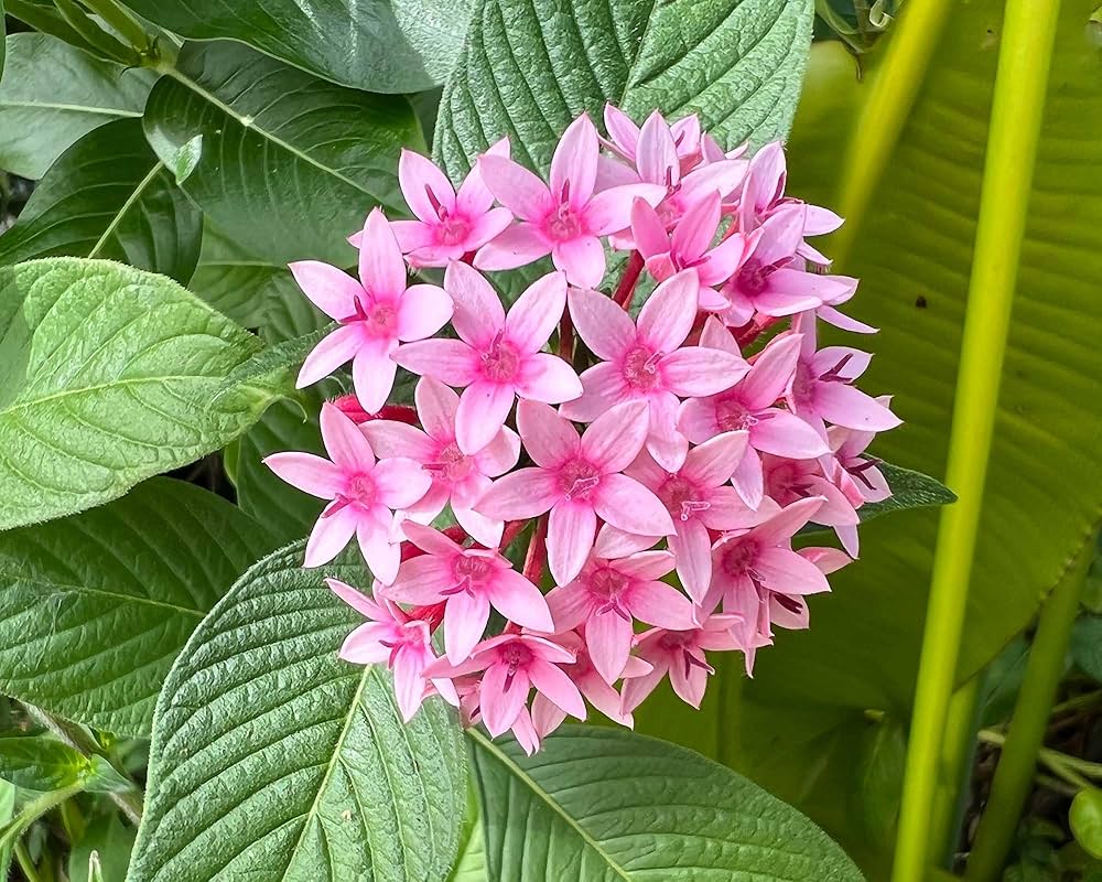 Mixed Star Pentas Flower seeds for Planting - Shade Tolerant, Heirloom & GMO Free Seeds for Home Garden