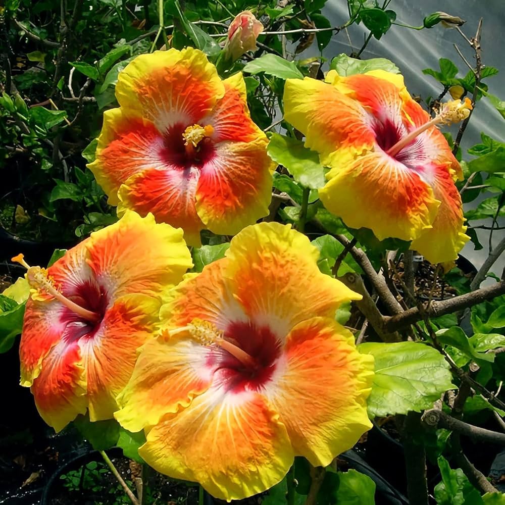 Clear Hibiscus Flower seeds for Planting Drought Tolerant Heirloom & GMO Free Seeds for Home Garden
 
 Sale