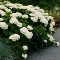 Native Hydrangea Arborescens Smooth Wild Sevenbark Flower Bush Shrub Seeds