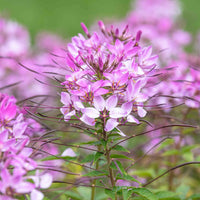 Cleome Cleome hassleriana Flower Seeds for Planting in Garden and Flower Bed