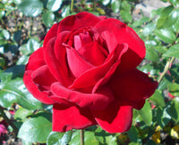 Rose Seeds Flower seeds for Planting, Bright Blooms Heirloom & GMO Free Seeds for Home Garden