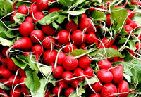 Easter Egg Radish Seeds - Colorful Planting For Vibrant Harvests Vegetable Seeds