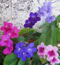 Italy Cape Primrose Streptocarpus spp Flower Seeds for Planting in Indoor Garden and Containers