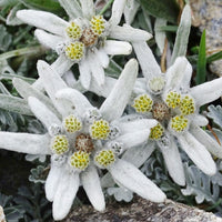 White Edelweiss Ground Flower seeds for Planting - Bright Blooms, Heirloom & GMO Free Seeds for Home Garden