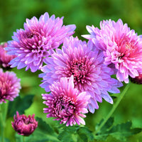 Chrysanthemum Flower Seeds For Vibrant Fall Planting