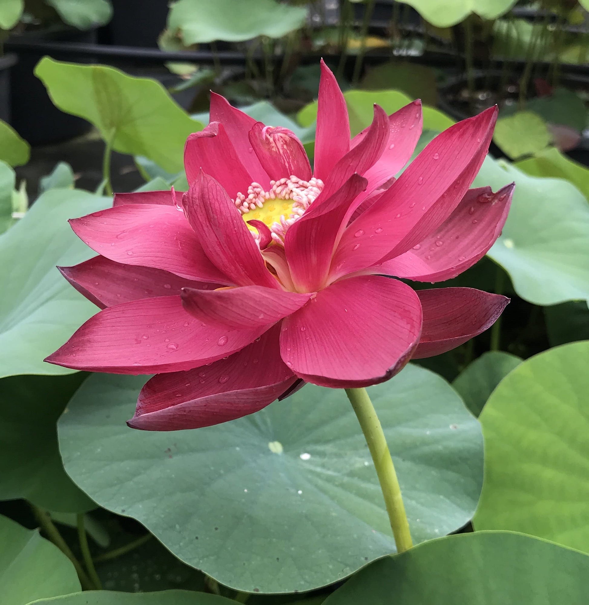 Red Tropical Water Lily Seeds – Stunning, Vibrant Water Lilies for Ponds and Water Gardens