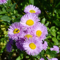 Purple Yellow Erigeron Flower Seeds for Vibrant Planting