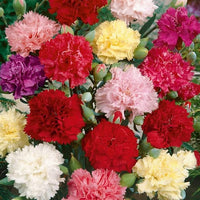 Mixed Color Carnation Flower Seeds, Beautiful Flowers for Home Garden