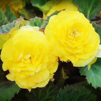 Light Yellow Begonia Flower seeds for Planting - Drought Tolerant, Heirloom & GMO Free Seeds for Home Garden