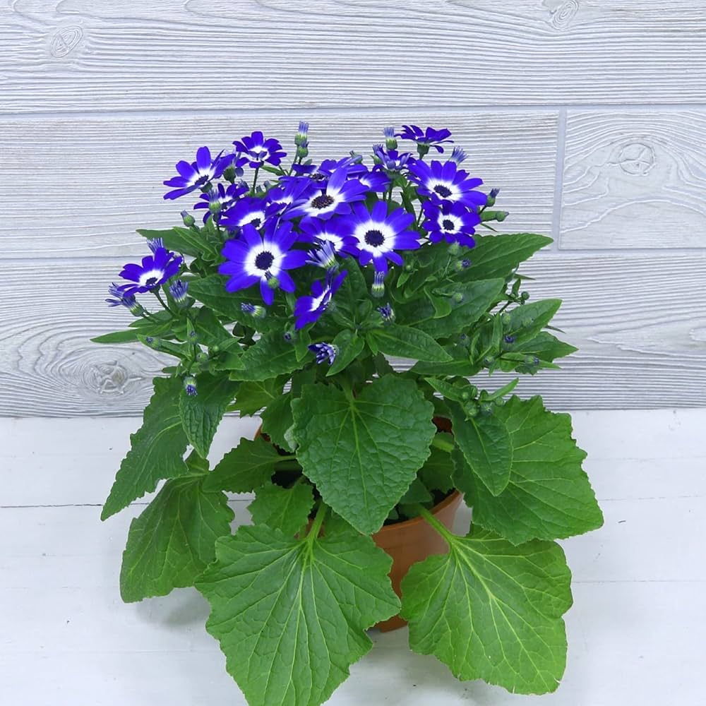 Blue Daisy Cineraria Seeds for Planting flower bed home garden