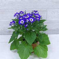 Blue Daisy Cineraria Seeds for Planting flower bed home garden