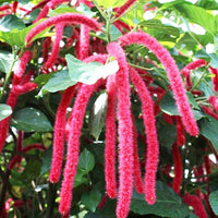 Pink Acalypha Chenille Flower seeds for Planting - Pollinator Friendly, Heirloom & GMO Free Seeds for Home Garden