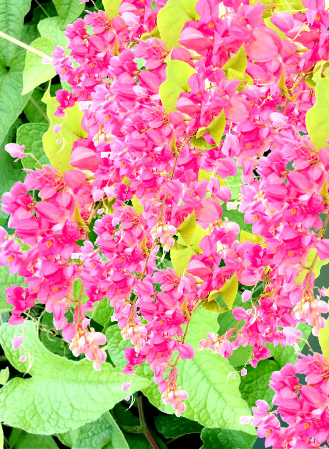 Antigonon Flower seeds for Planting - Colorful Display, Heirloom & GMO Free Seeds for Home Garden