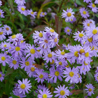 Aster Novi-Belgii Flower Seeds - Perfect for New York Planting