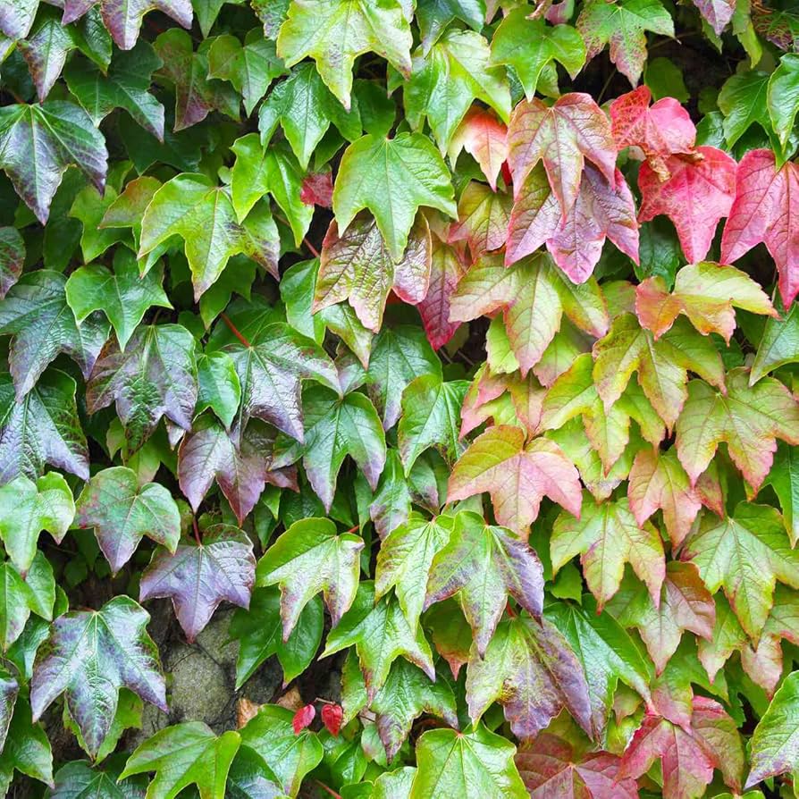 Boston Ivy Vine Virginia Creeper Parthenocissus tricuspidata Climbing Seeds Flower seeds for Planting - Bright Blooms, Heirloom & GMO Free Seeds for Home Garden