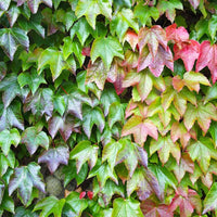 Boston Ivy Vine Virginia Creeper Parthenocissus tricuspidata Climbing Seeds Flower seeds for Planting - Bright Blooms, Heirloom & GMO Free Seeds for Home Garden