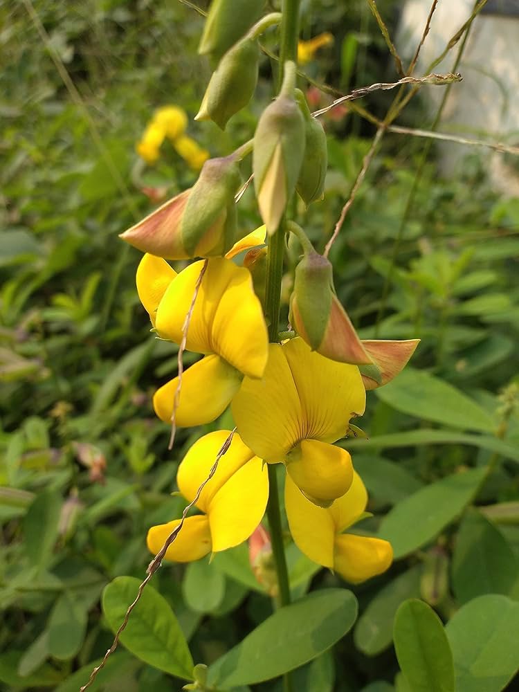 Yellow Smooth Rattlebox Flower seeds for Planting - Hardy Variety, Heirloom & GMO Free Seeds for Home Garden