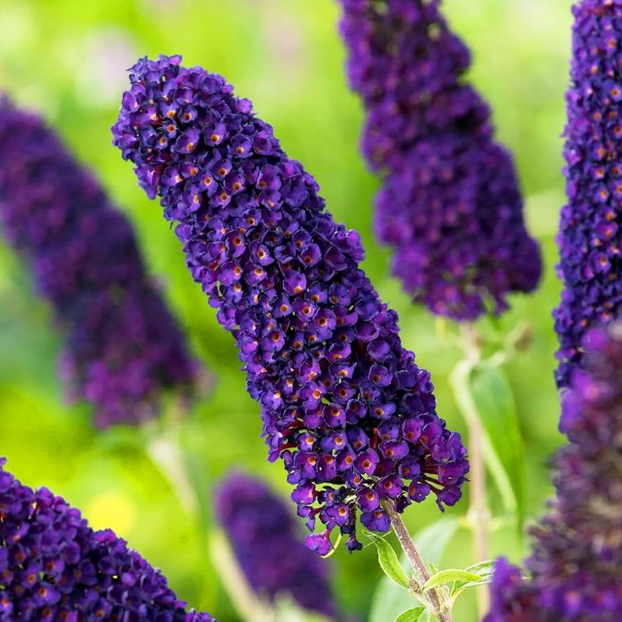 Buddleia Davidii Flower seeds for Planting Cottage Garden Essential Heirloom & GMO Free Seeds for Home Garden