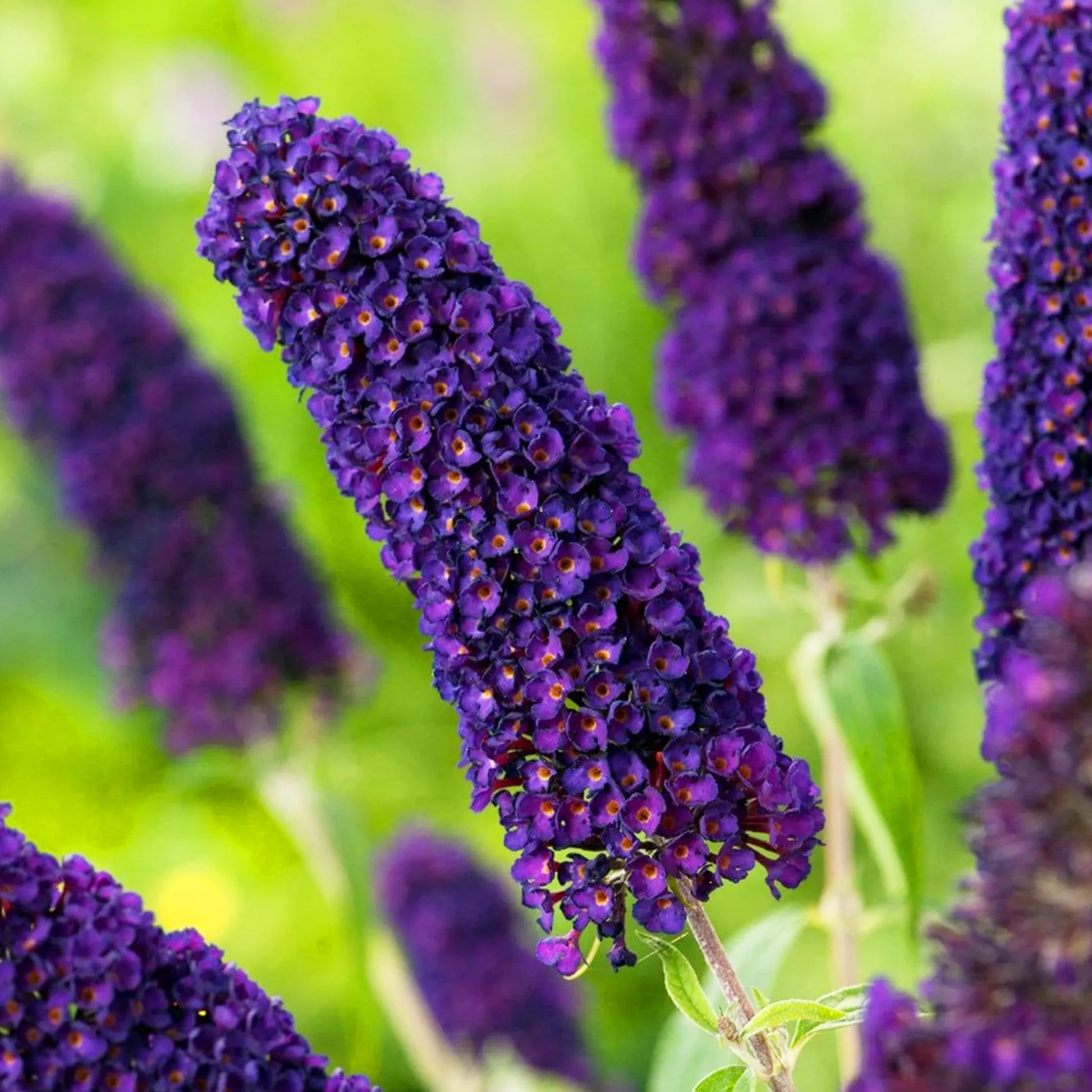 Violet Buddleia Davidii Flower seeds for Planting Cut Flower Favorite Heirloom & GMO Free Seeds for Home Garden 
 
 Sale