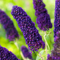 Violet Buddleia Davidii Flower seeds for Planting Cut Flower Favorite Heirloom & GMO Free Seeds for Home Garden 
 
 Sale