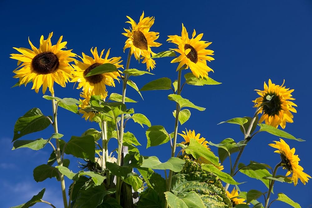 Hopi/Common Sonnt Helianthus annuus Seeds for Planting flower bed