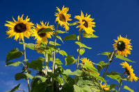Hopi/Common Sonnt Helianthus annuus Seeds for Planting flower bed