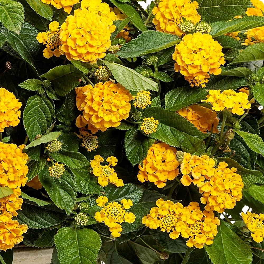 Light Yellow Lantana Flower seeds for Planting Garden Favorite Heirloom & GMO Free Seeds for Home Garden