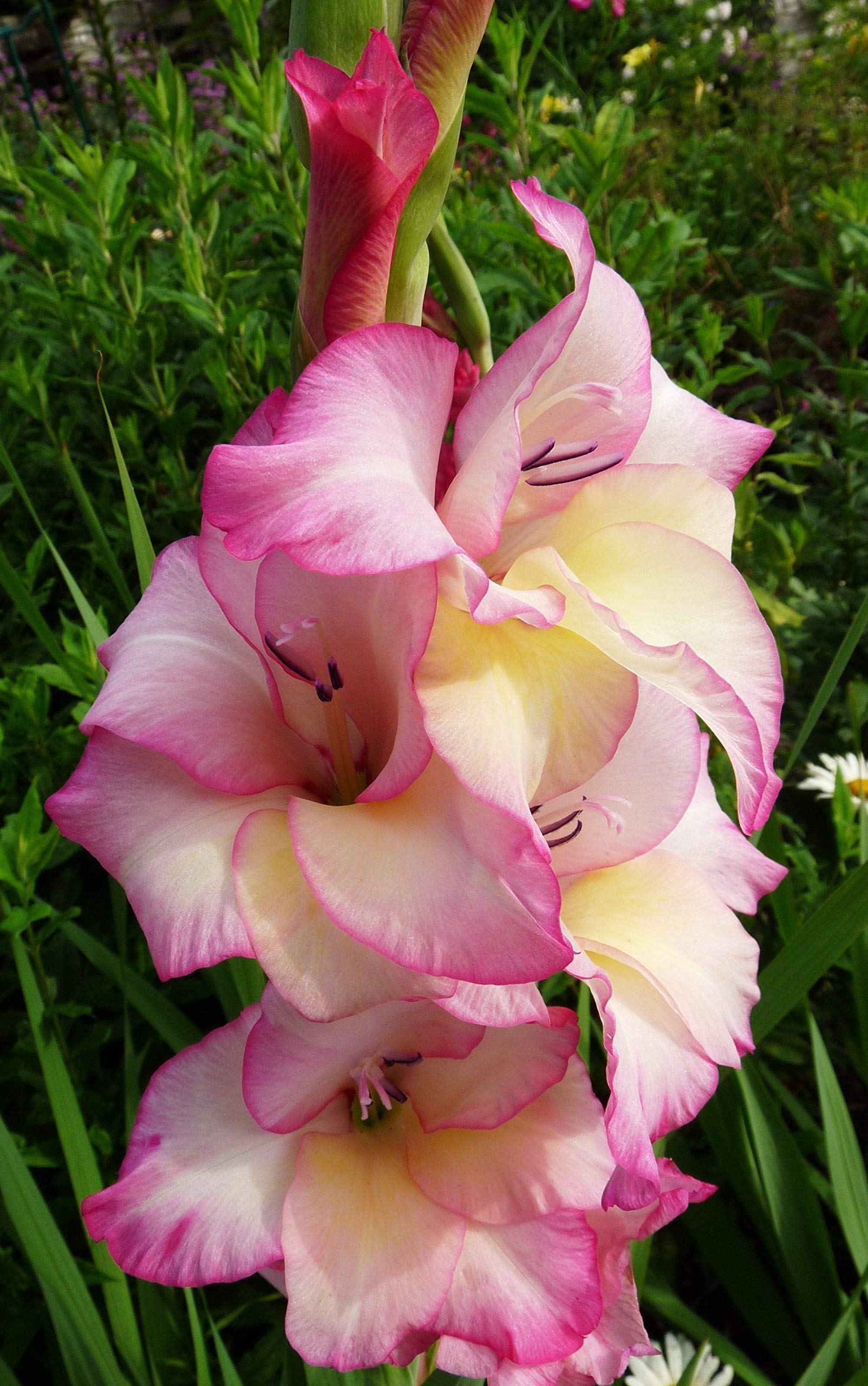 Yellow Pink Gladiolus Flower Seeds for Planting – Perfect for Borders Heirloom & NonGMO Seeds for Home Garden
 
 Sale
