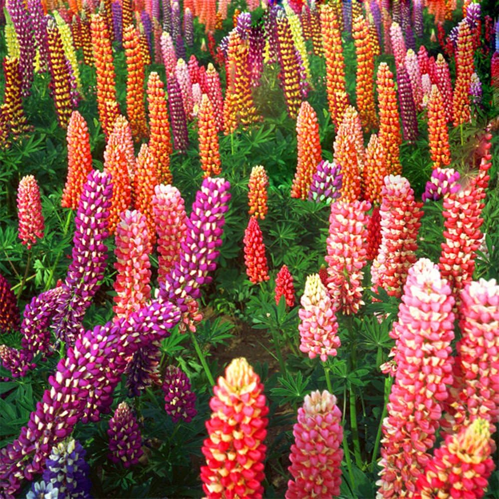 Russell Lupine Seeds Flower seeds for Planting Cottage Garden Essential Heirloom & GMO Free Seeds for Home Garden 
 
 Sale