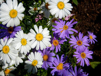 Heirloom Swan River Daisy Flower seeds for Planting Compact Growth Heirloom & GMO Free Seeds for Home Garden